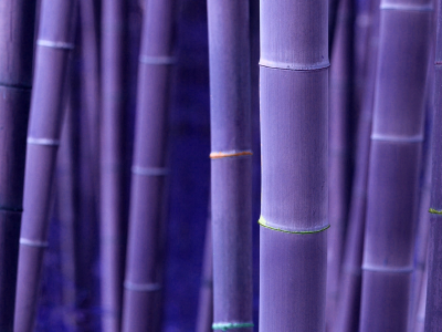 бамбук, вельвет, стволы