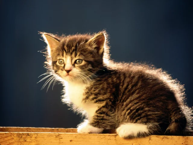 кошка, полосатый, серый котенок