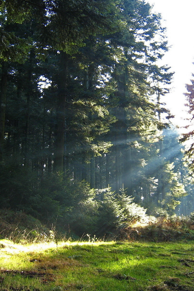 лучи солнца, свет, деревья, дорога, лес, природа
