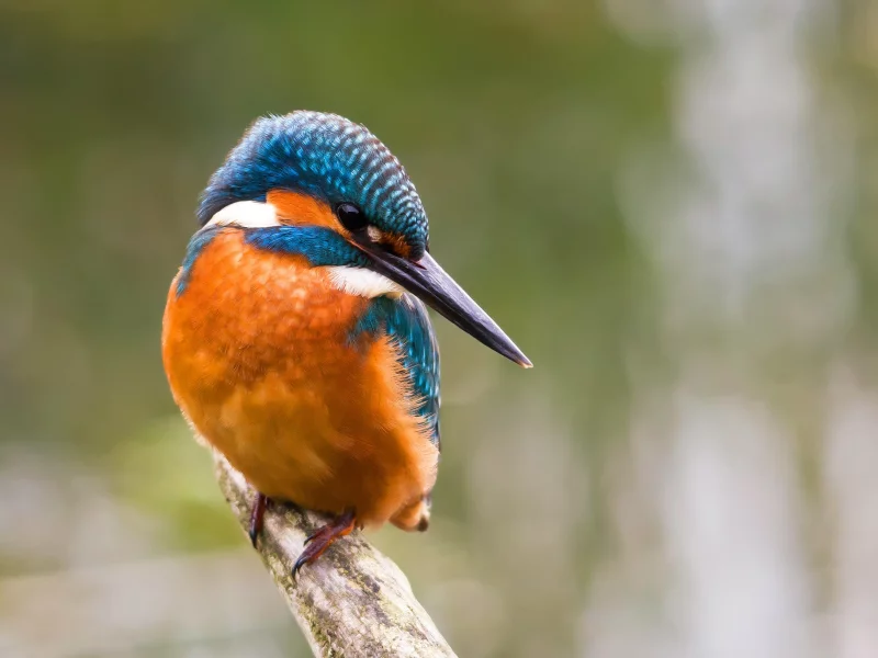 обыкновенный зимородок, alcedo atthis, птица, ветка, kingfisher