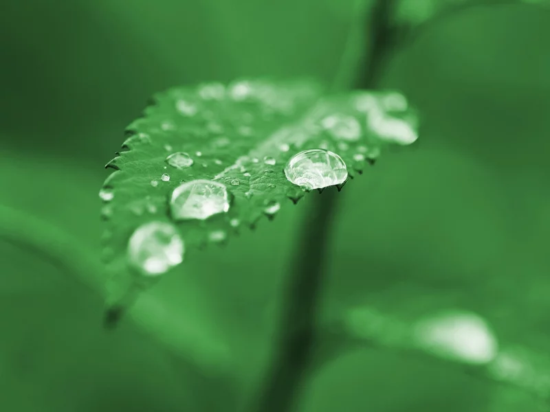 дождь, листок, зелень, лист, зеленый, макро, green, капли