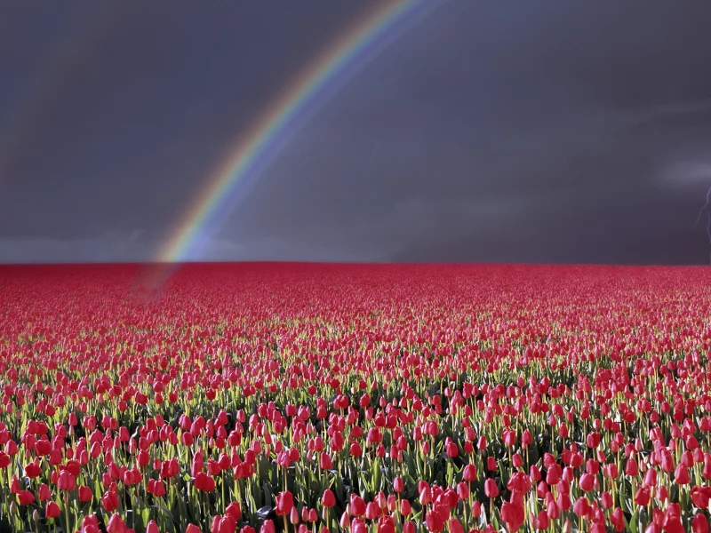 wallpapers, гроза, цветы, природа, небо, радуга, молния, пейзаж