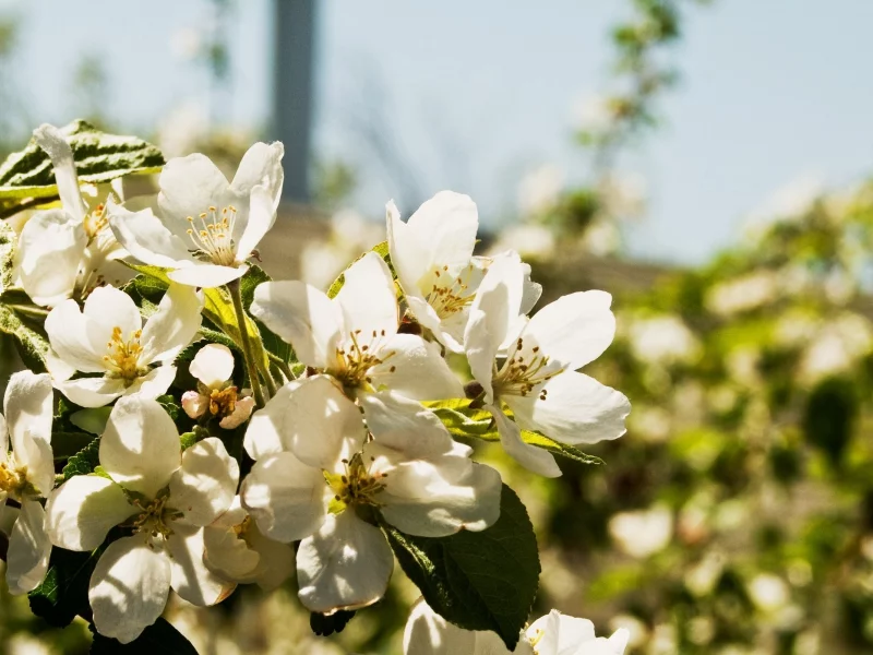 цветы, природа, лепестки, цветки, листья, flowers, растения, груша