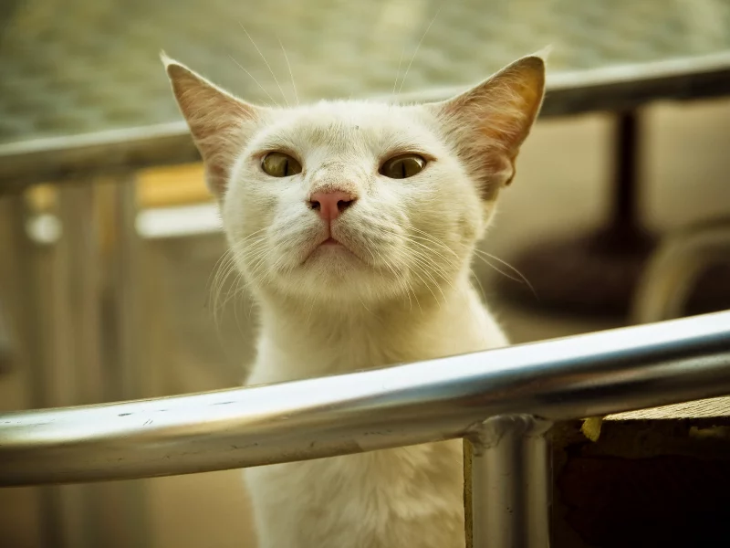 котяра, перила, взгляд