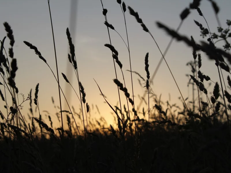 summer, поле, лето, колос, закат, растение, пейзаж, природа, поляна, макро