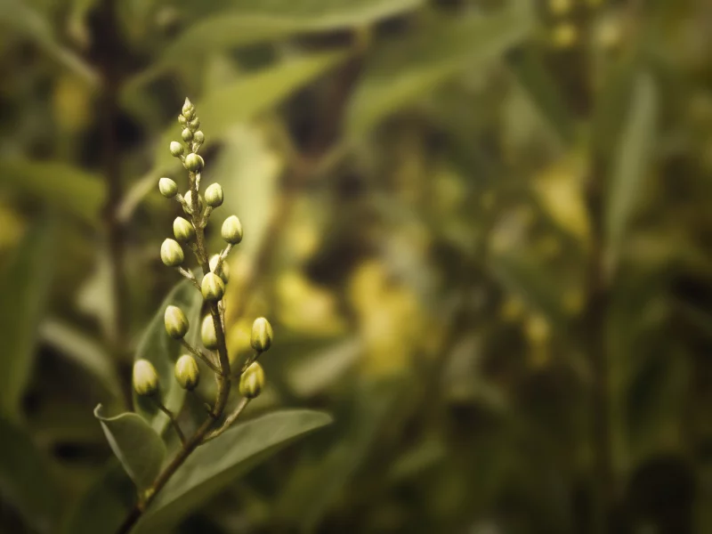 лавр, цветы, лавровый, flowers, бутоны, кустарник, макро