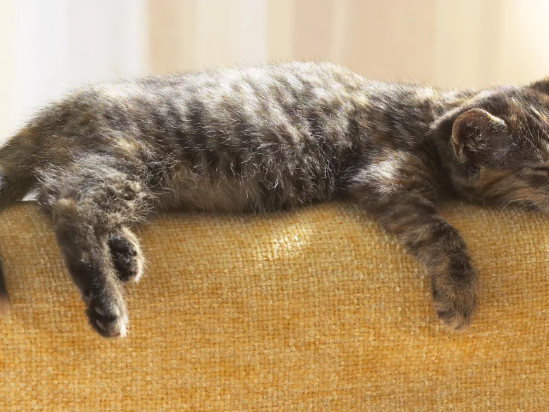 кот, котенок, сон