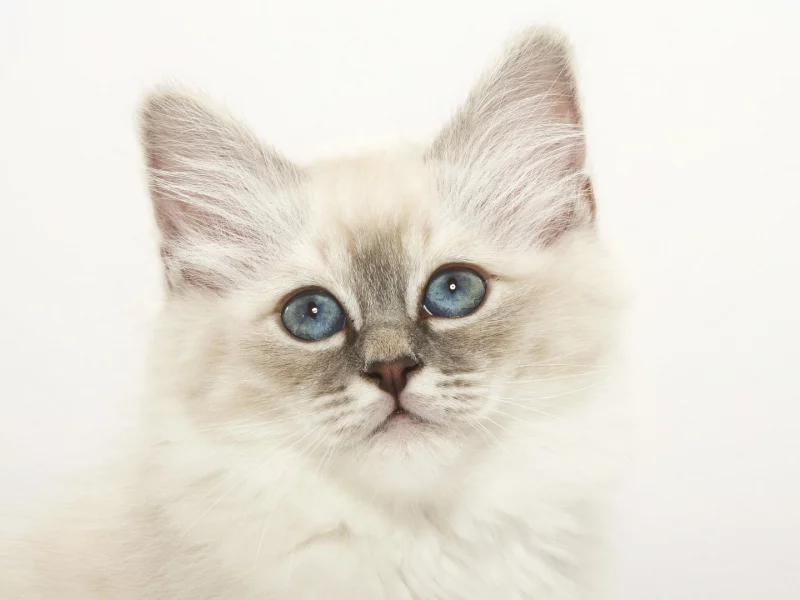 кошка, котенок, морда