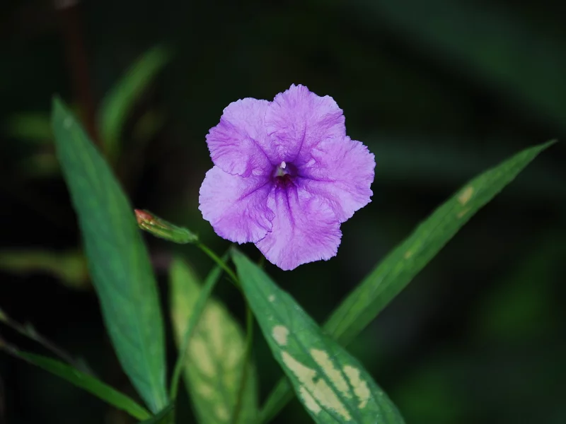 зелень, color purple, листва