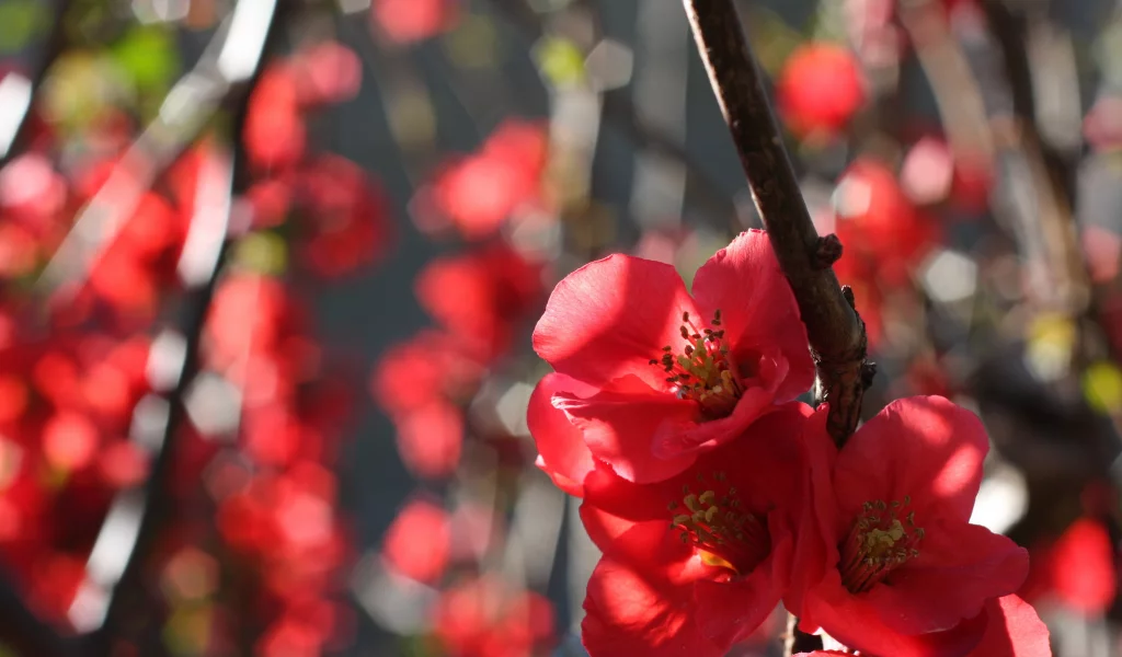 айва, цветение, ветка, quince, природа, цветы, бутоны