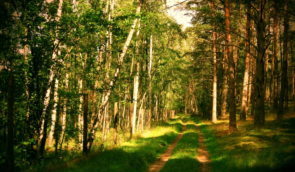 дорога, лето, природа, лес