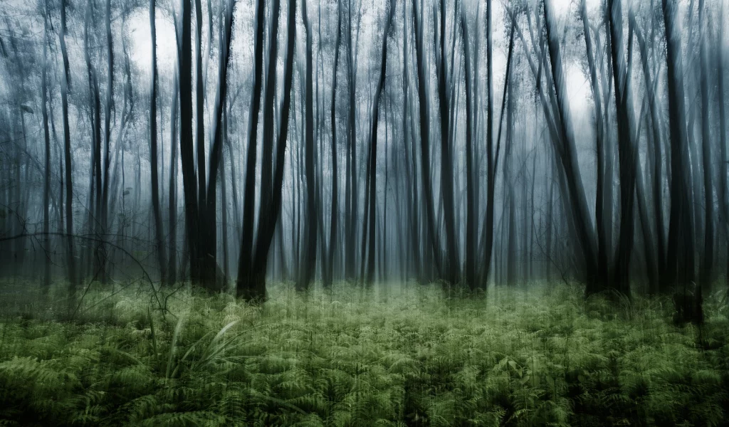 эффект, nature, лес, папоротник, заросли, природа, деревья