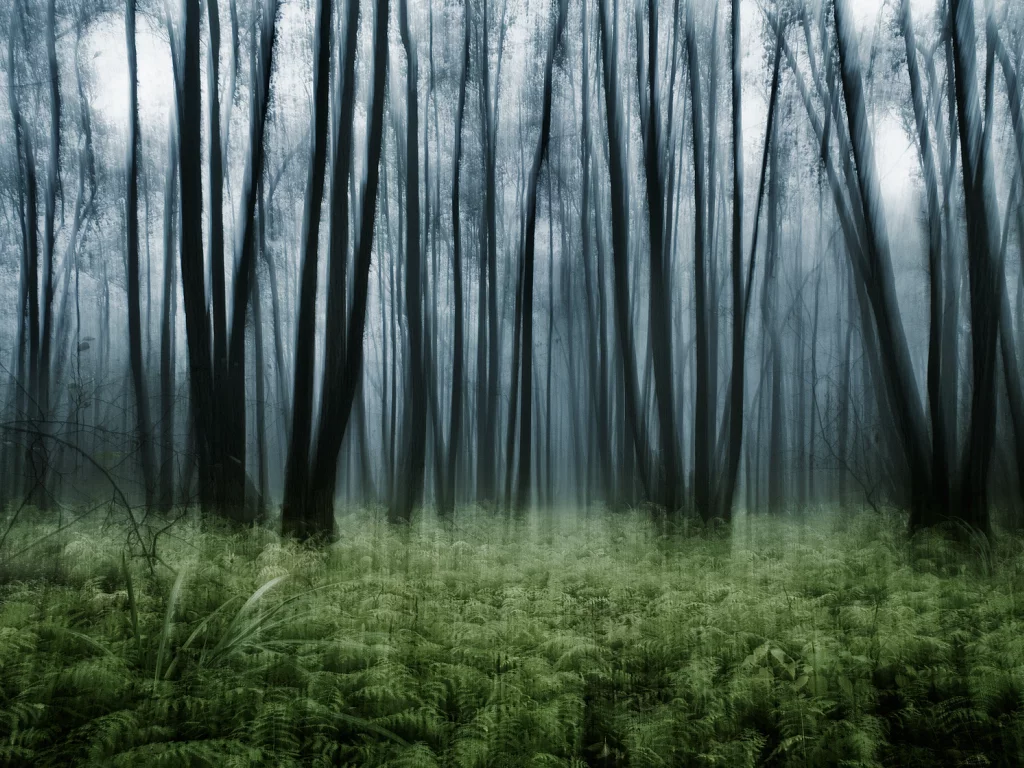 эффект, nature, лес, папоротник, заросли, природа, деревья