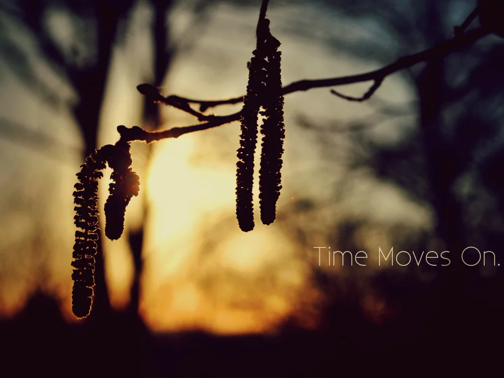 природа, надпись, time moves on, деревья, закат, ветка