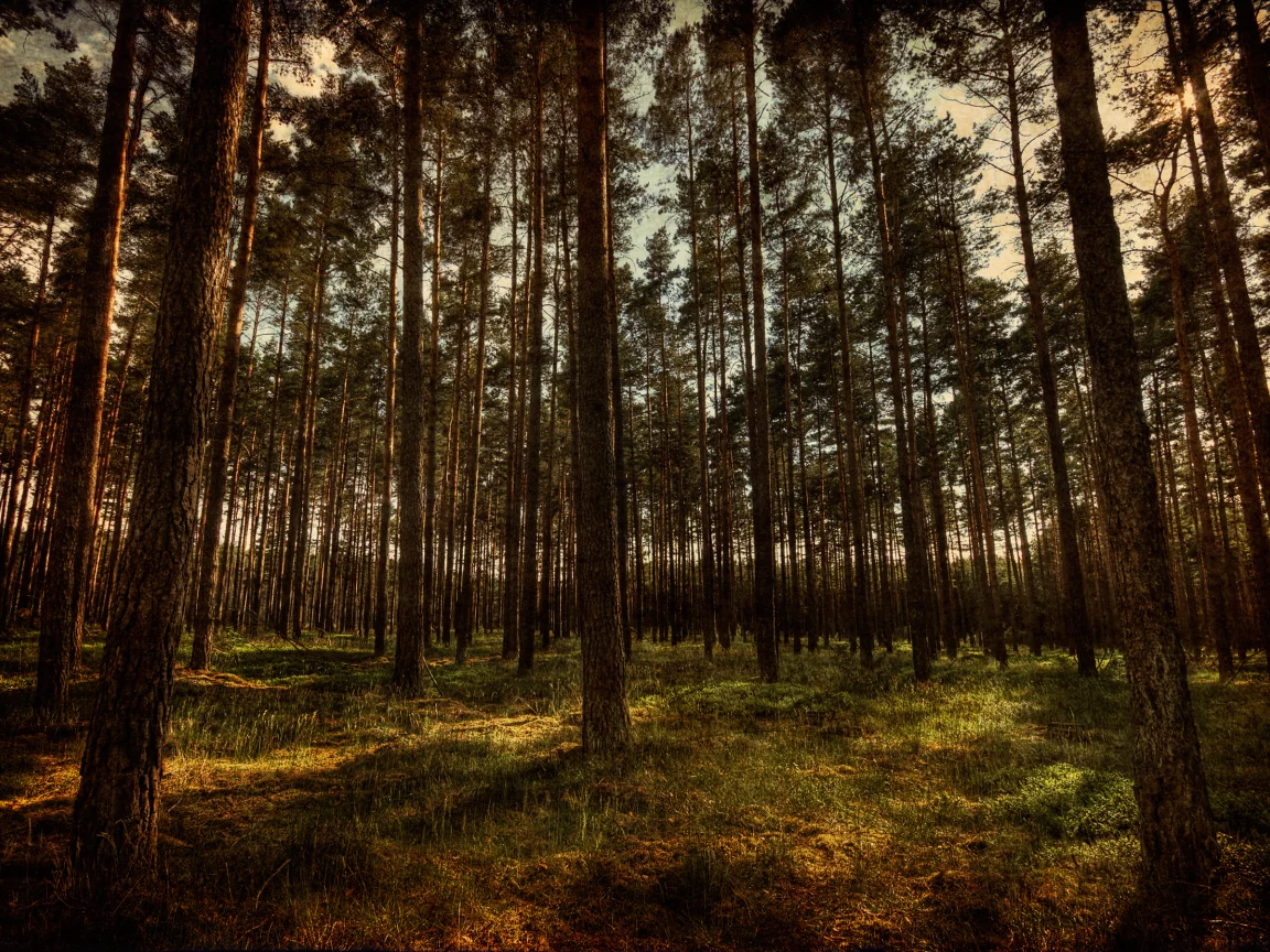 природа, лес, hdr, деревья