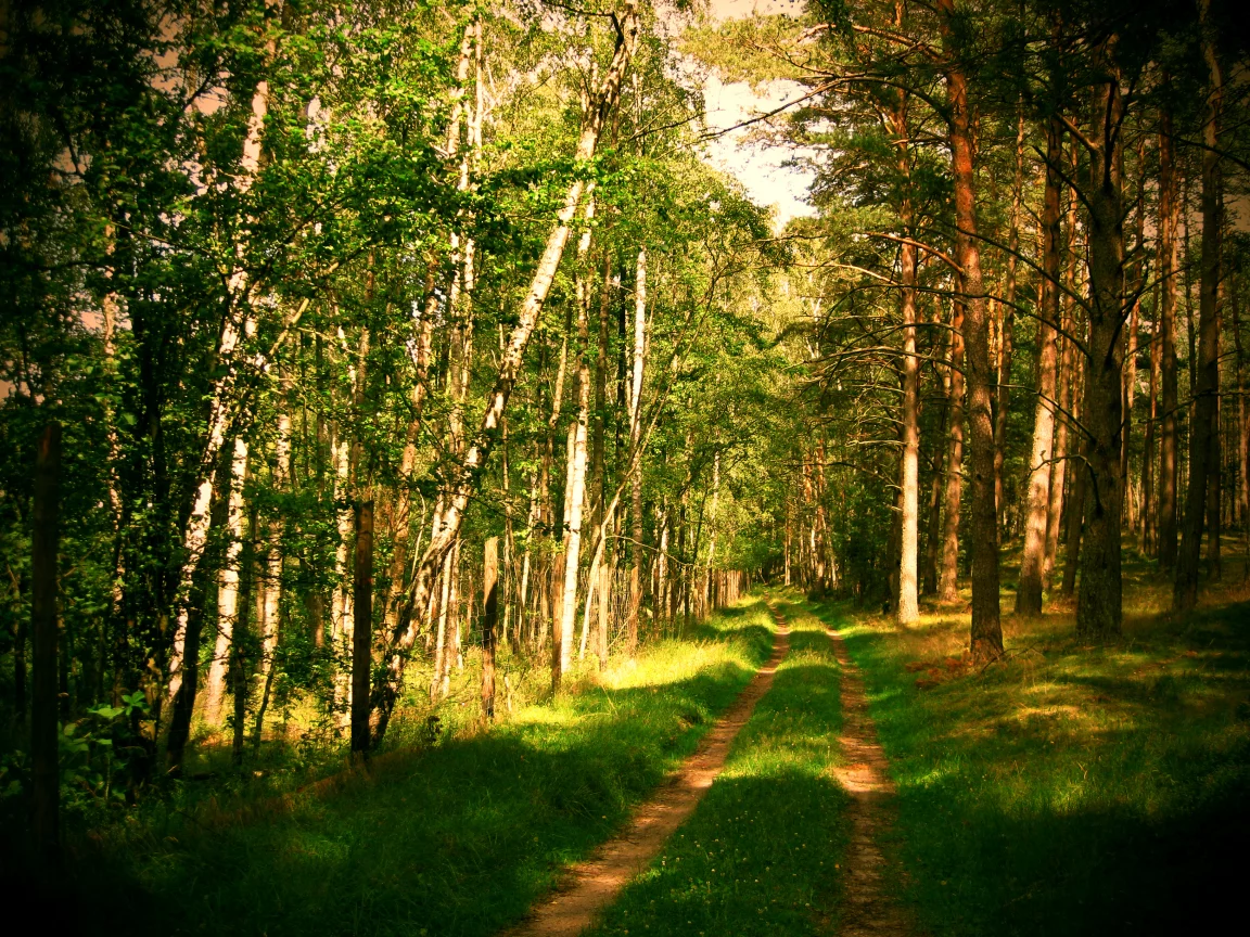 дорога, лето, природа, лес