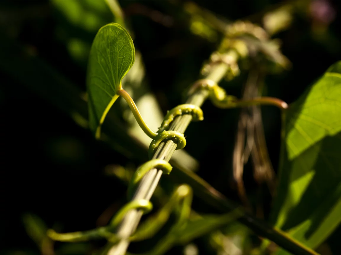 вьющееся растение, dof, свет, стебель, bokeh, plant, боке, макро, растение