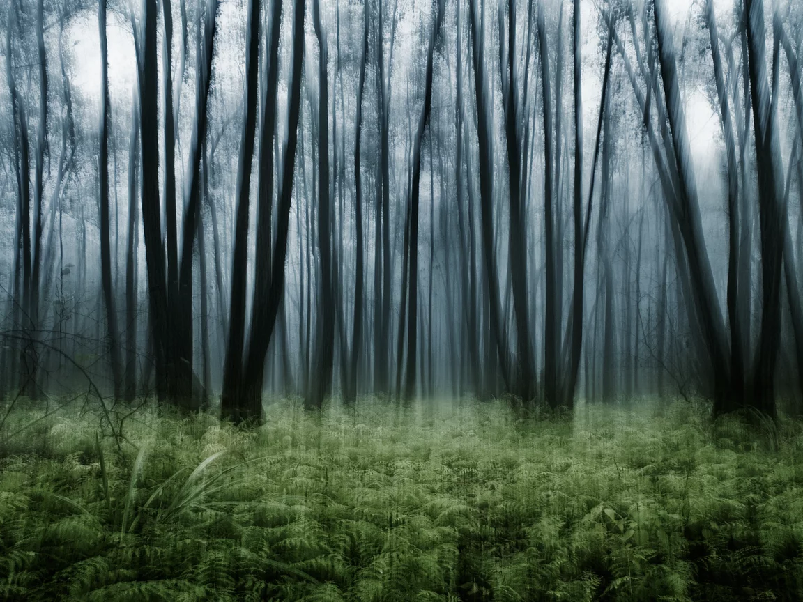 эффект, nature, лес, папоротник, заросли, природа, деревья