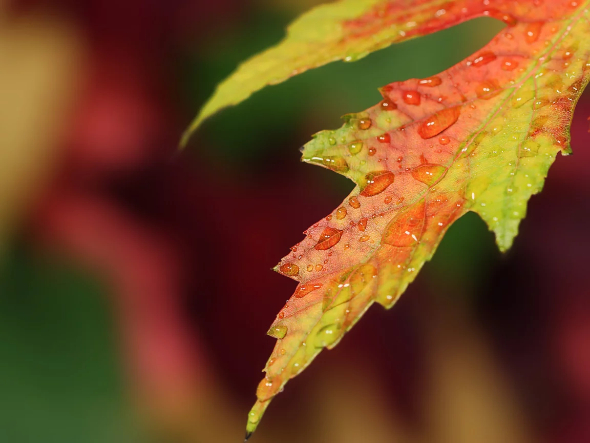 капли, лист, autumn, осень