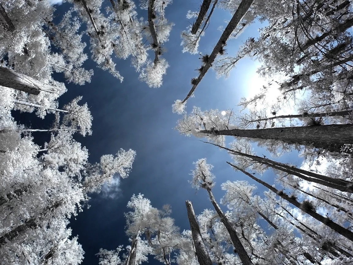 деревья, infrared, лес, иней, небо