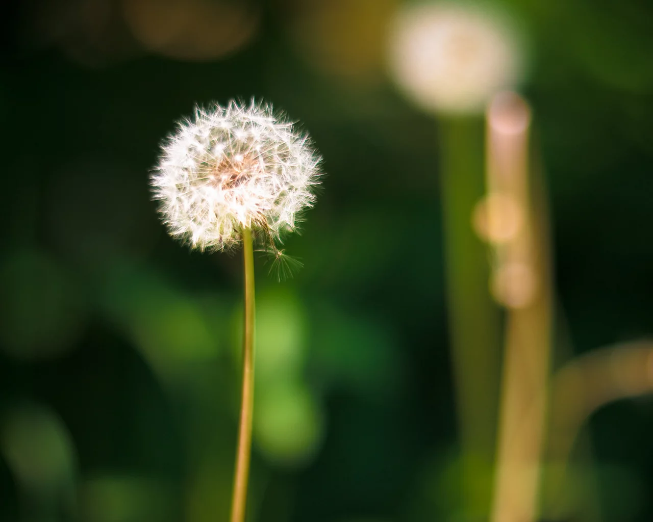 одуванчик, природа, dandelion