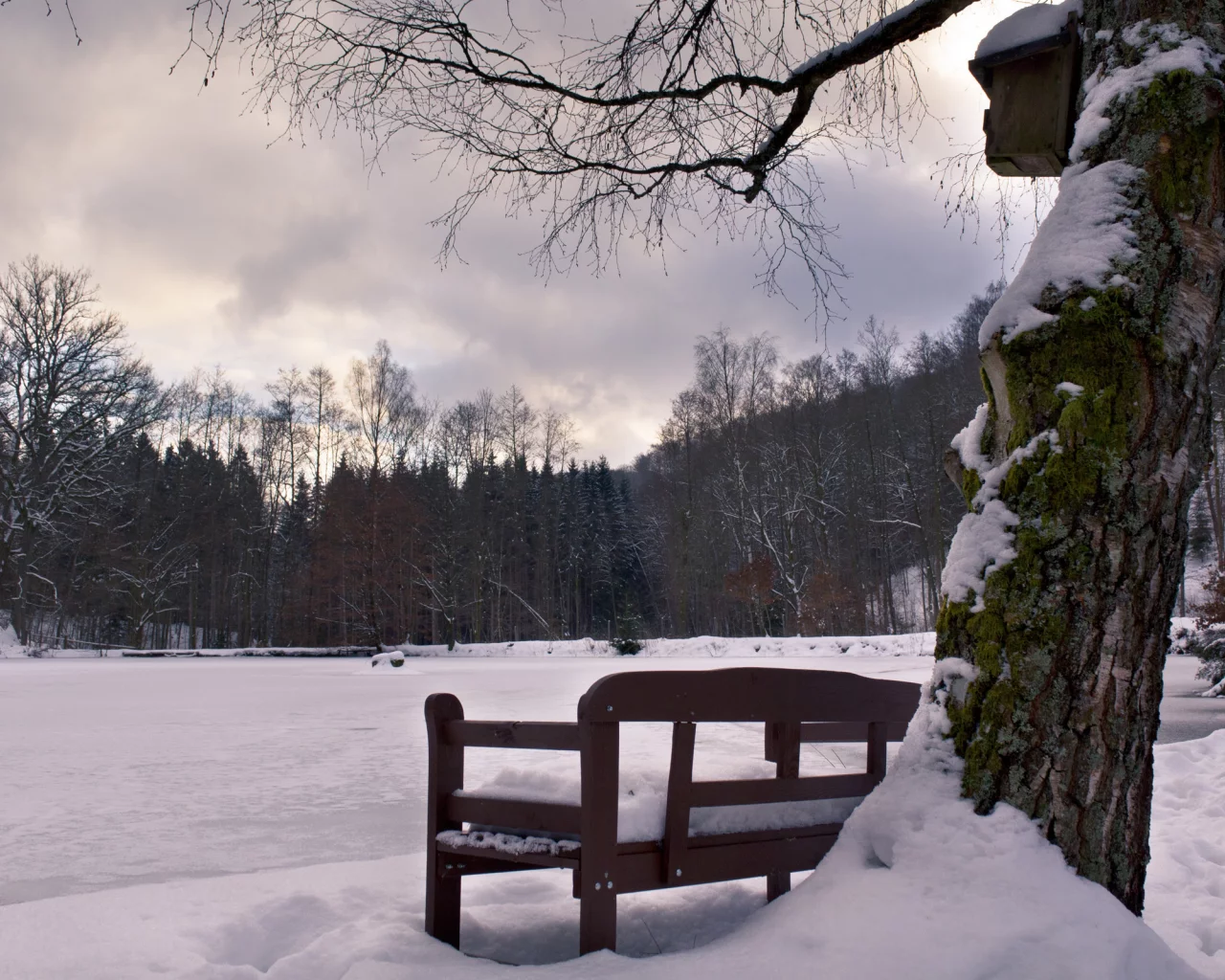 дерево, зима, парк, снег, холод, лавка