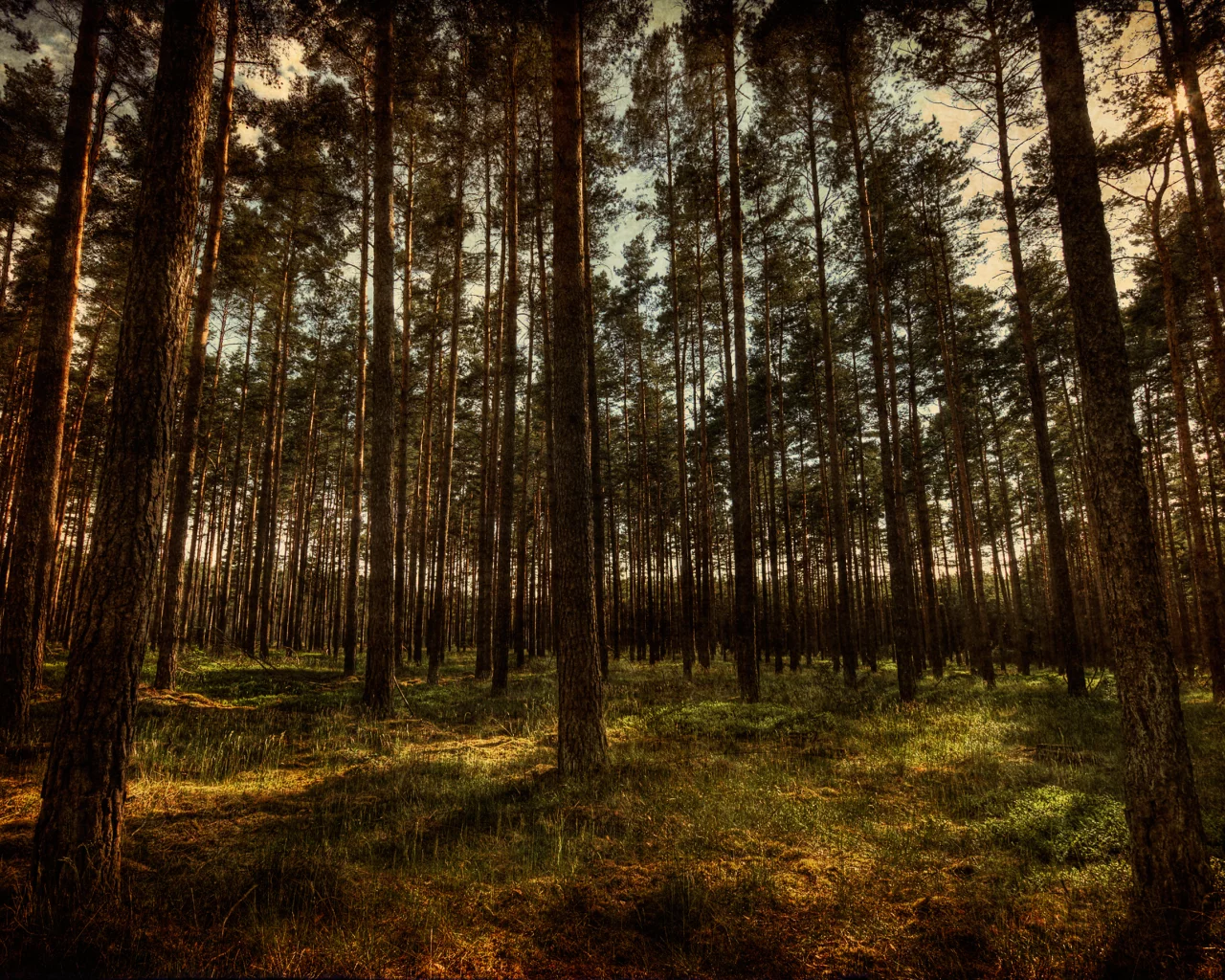 природа, лес, hdr, деревья