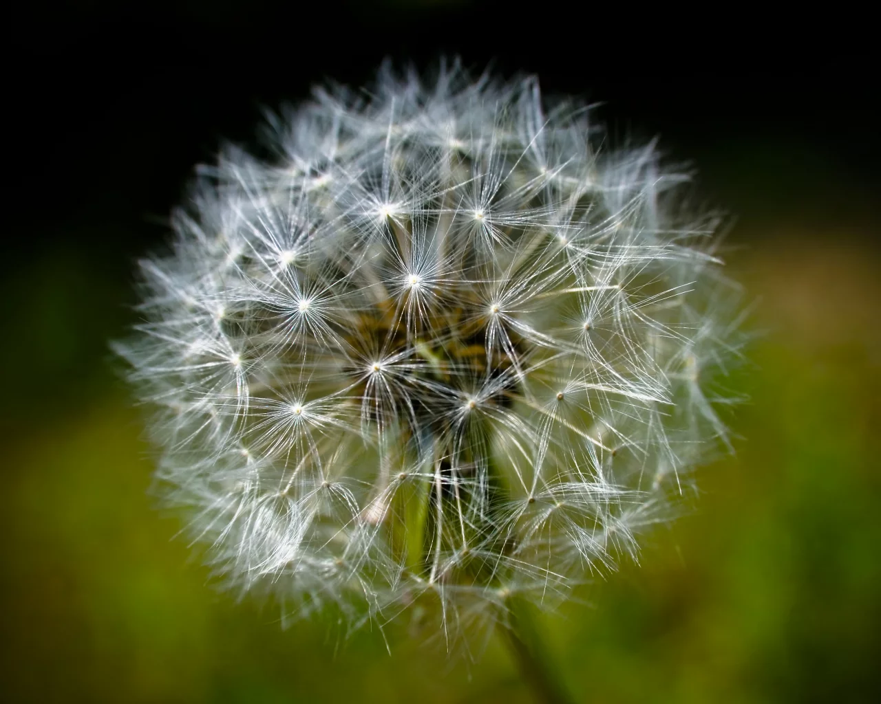 одуванчик, супер макро, dandelion