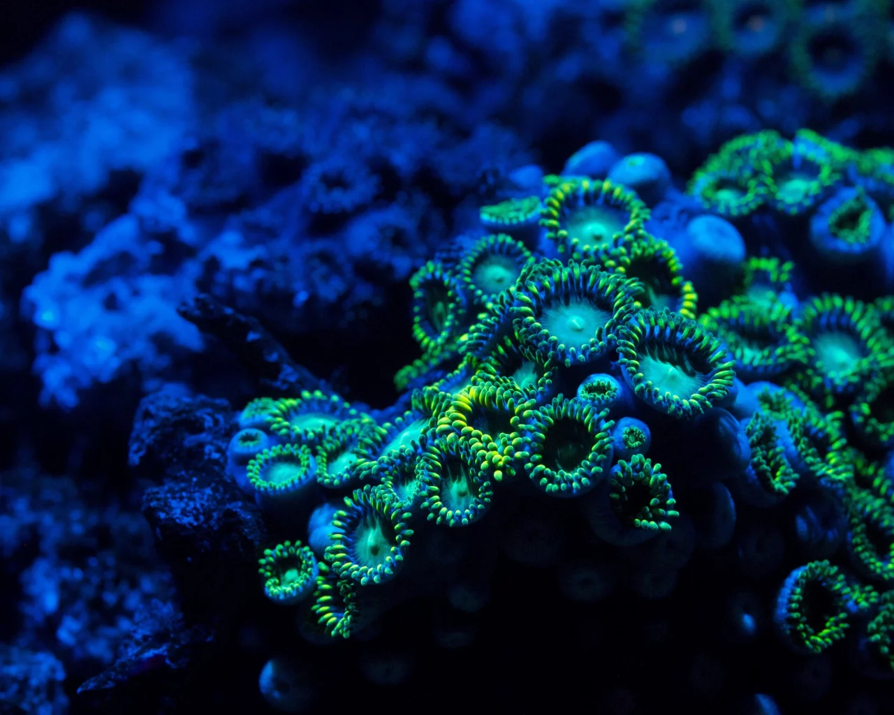 zoa coral, подводный мир, zoanthid