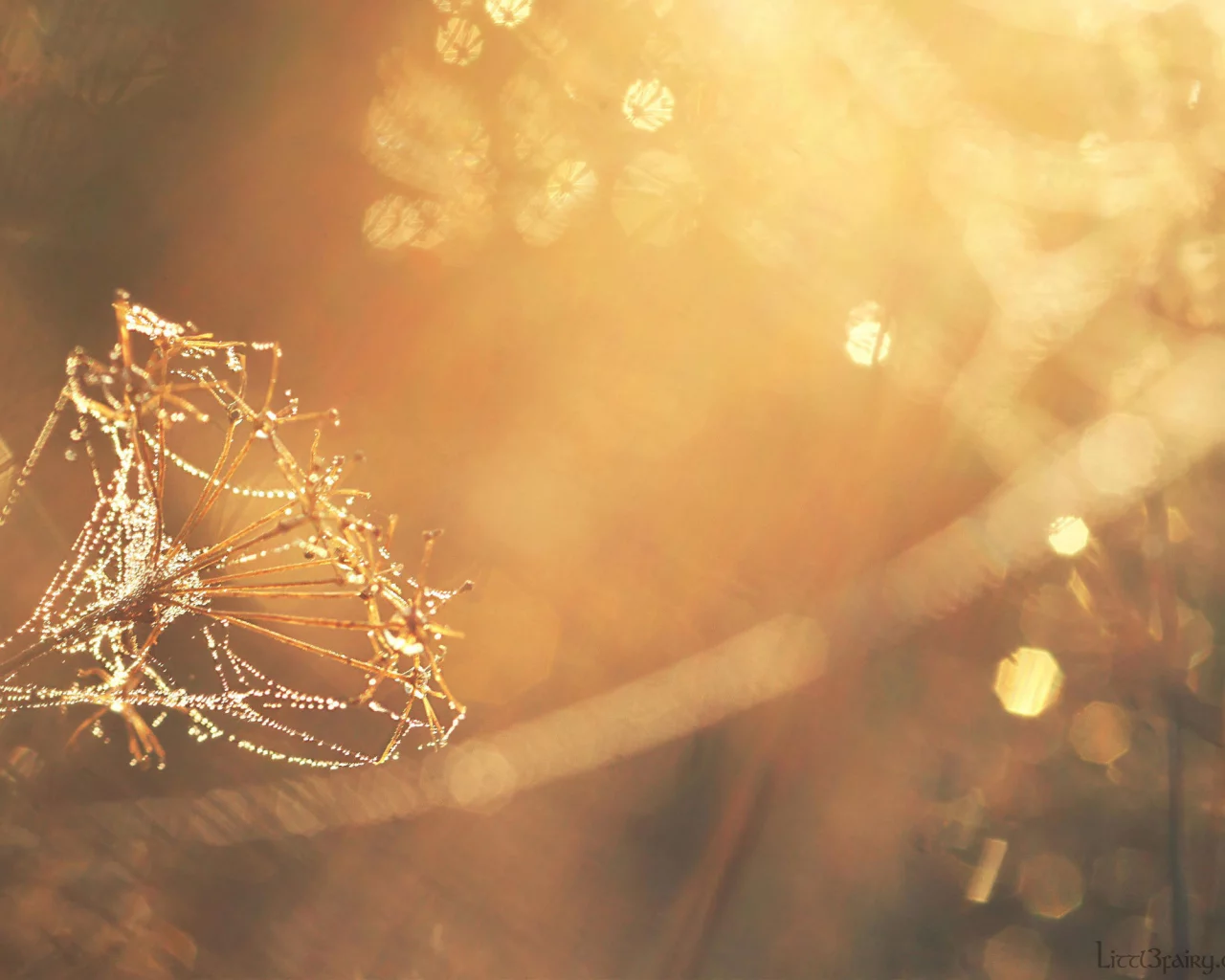photo, sunlight, dandelion, makro