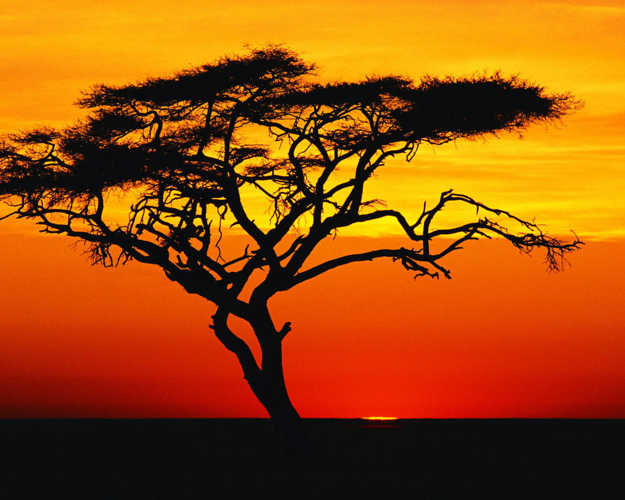 Деревья Африки