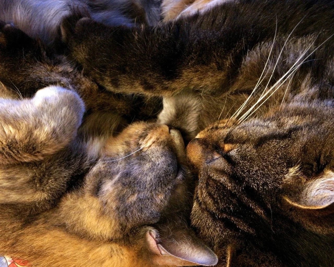 спят, котенок, кошка, сон, кот