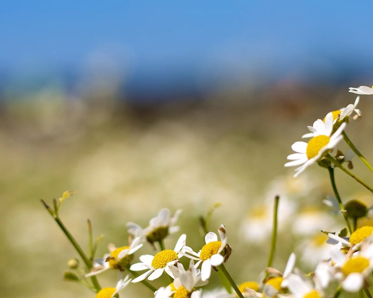 bokeh, природа, flowers, ромашки, nature, боке, 1920x1080, цветы, camomiles, light, свет