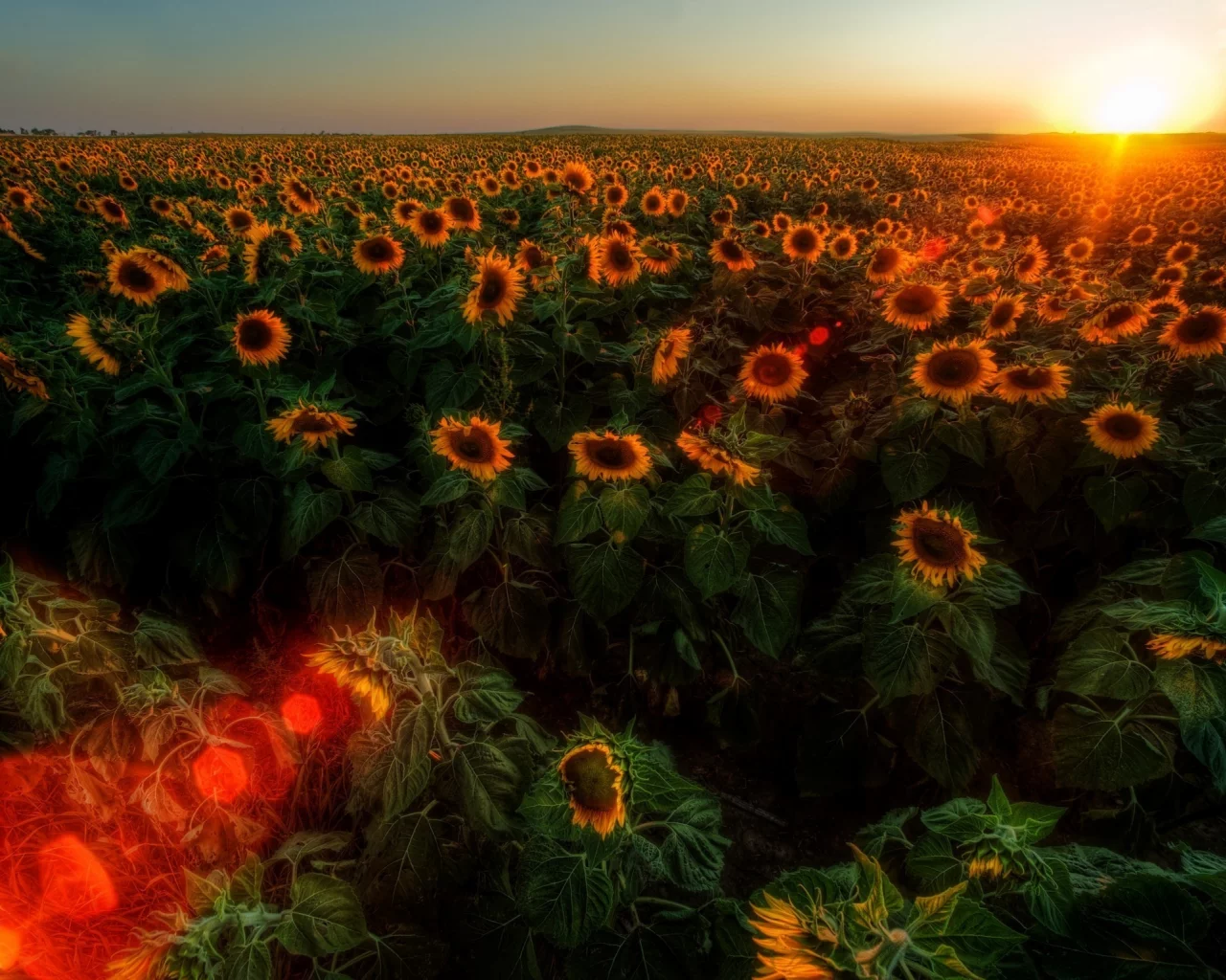 солнце, природа, подсолнухи
