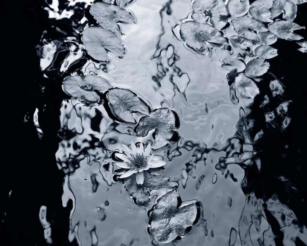 вода, фон, чёрнобелый, лилии, листья