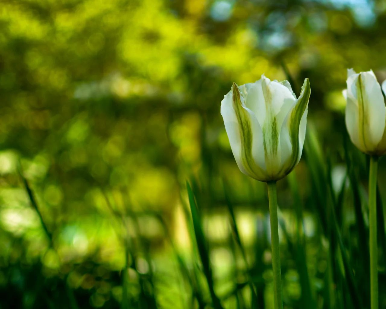 зелень, стебли, лепестки, тюльпаны, природа, цветы, flowers, фокус, бутоны