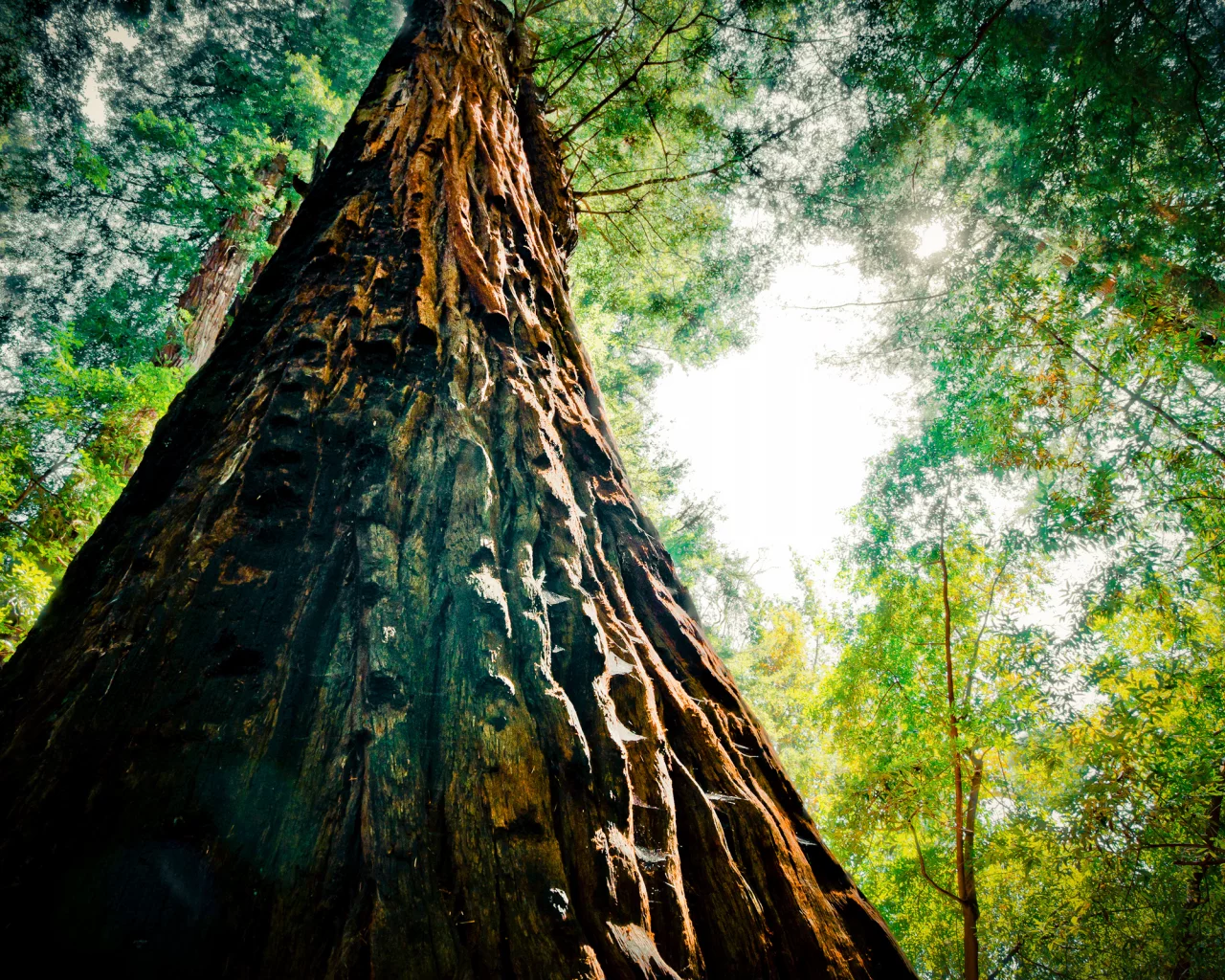 nature, листья, 2560x1600, sky, greenery, небо, природа, зелень, leaves, tree, дерево