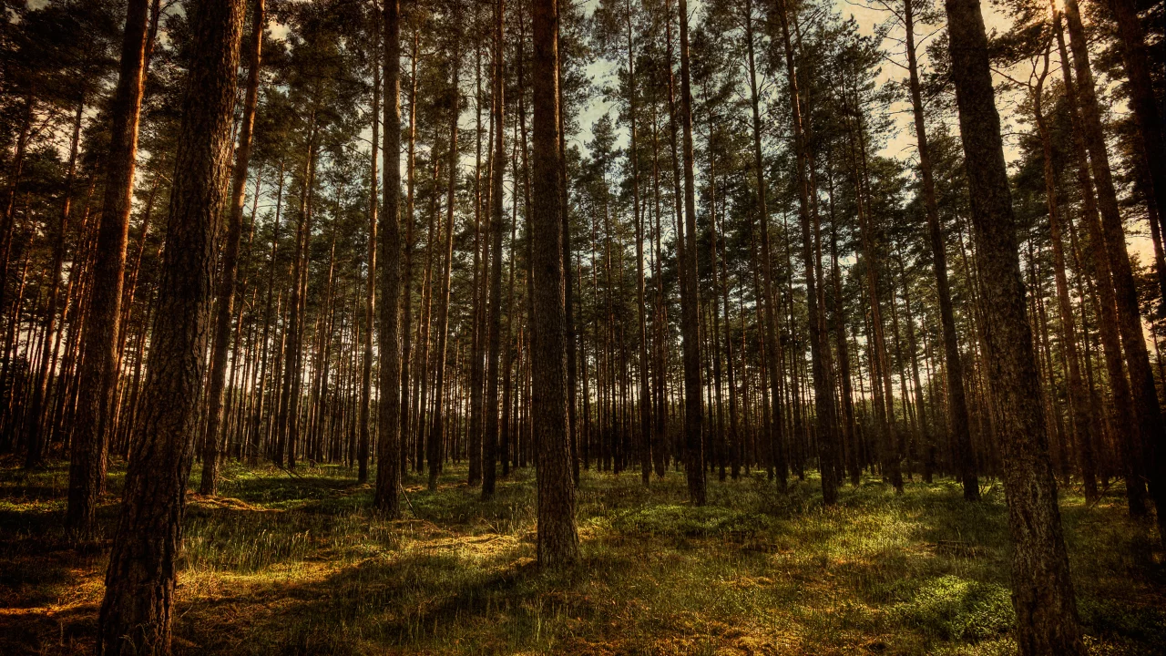природа, лес, hdr, деревья