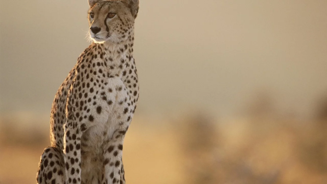гепард, cheetah, даль, разглядывает
