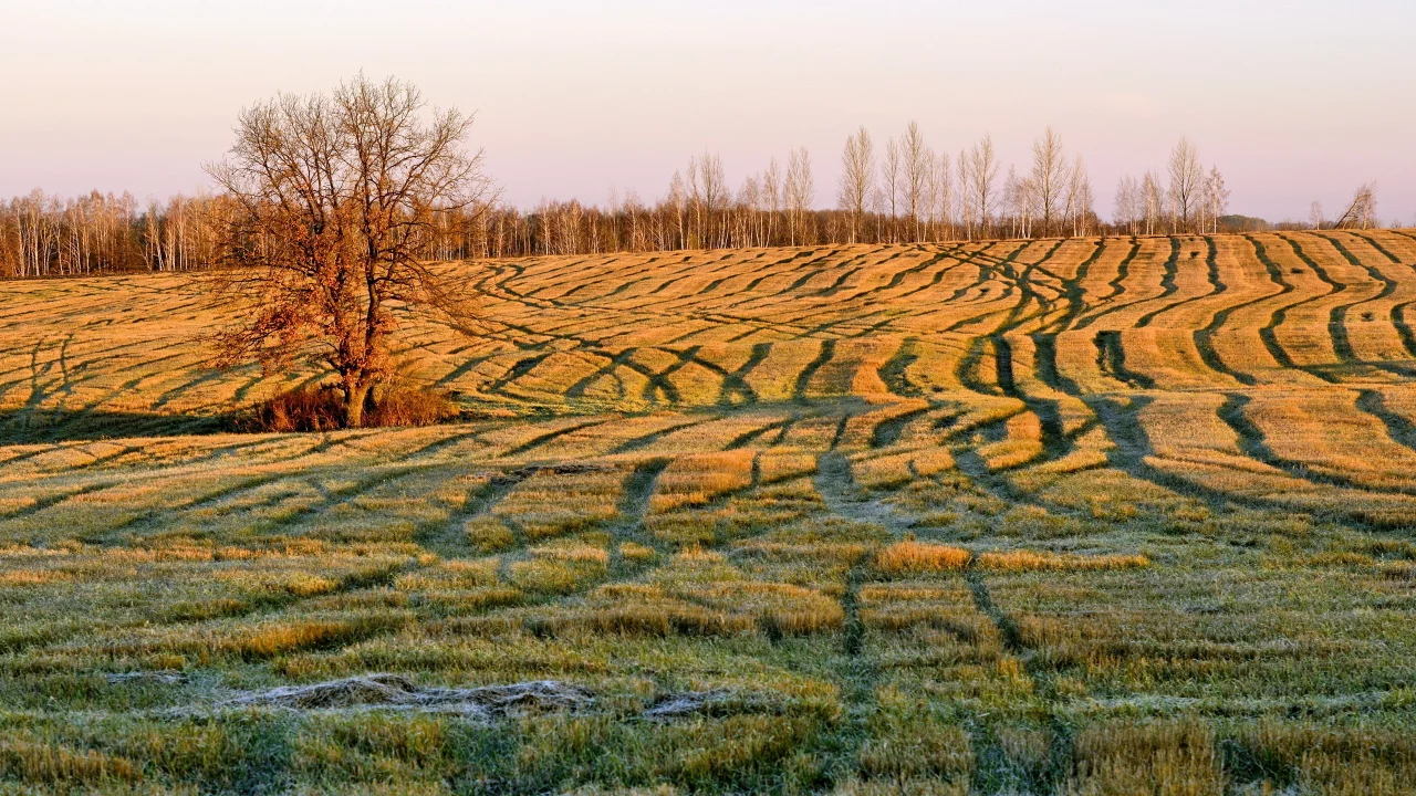 поле, осень, утро