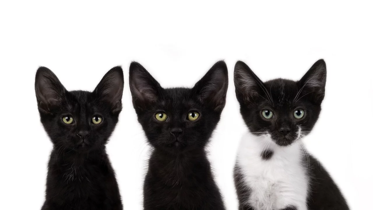 смотрят, котята, коты, черный, cats, усы