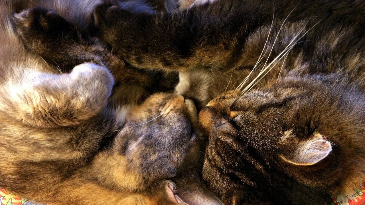 спят, котенок, кошка, сон, кот