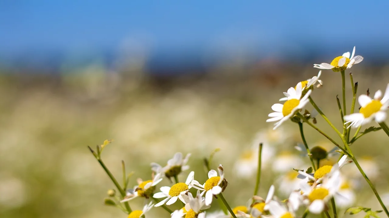 bokeh, природа, flowers, ромашки, nature, боке, 1920x1080, цветы, camomiles, light, свет