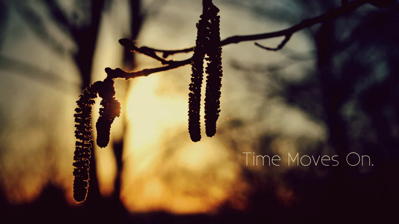 природа, надпись, time moves on, деревья, закат, ветка