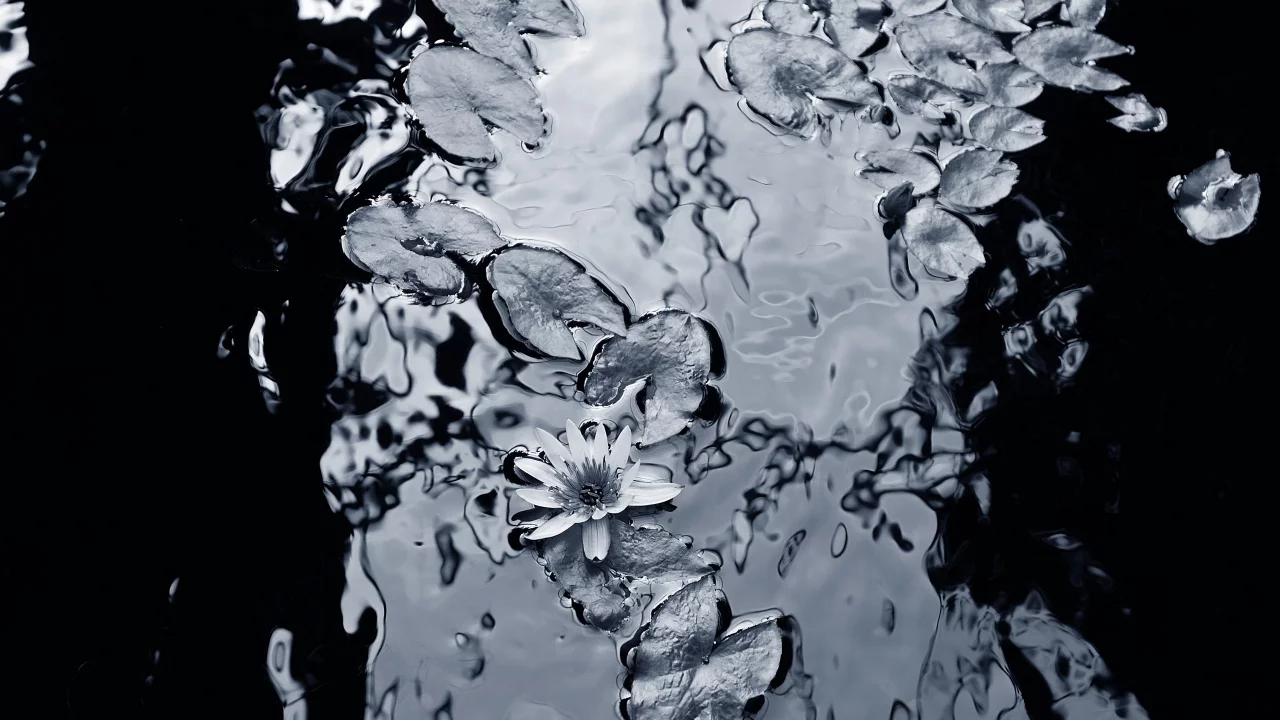 вода, фон, чёрнобелый, лилии, листья