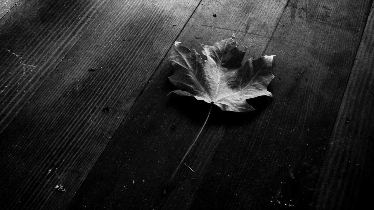 макро, листья, чёрный фон, leaves, листки, leaf, листок