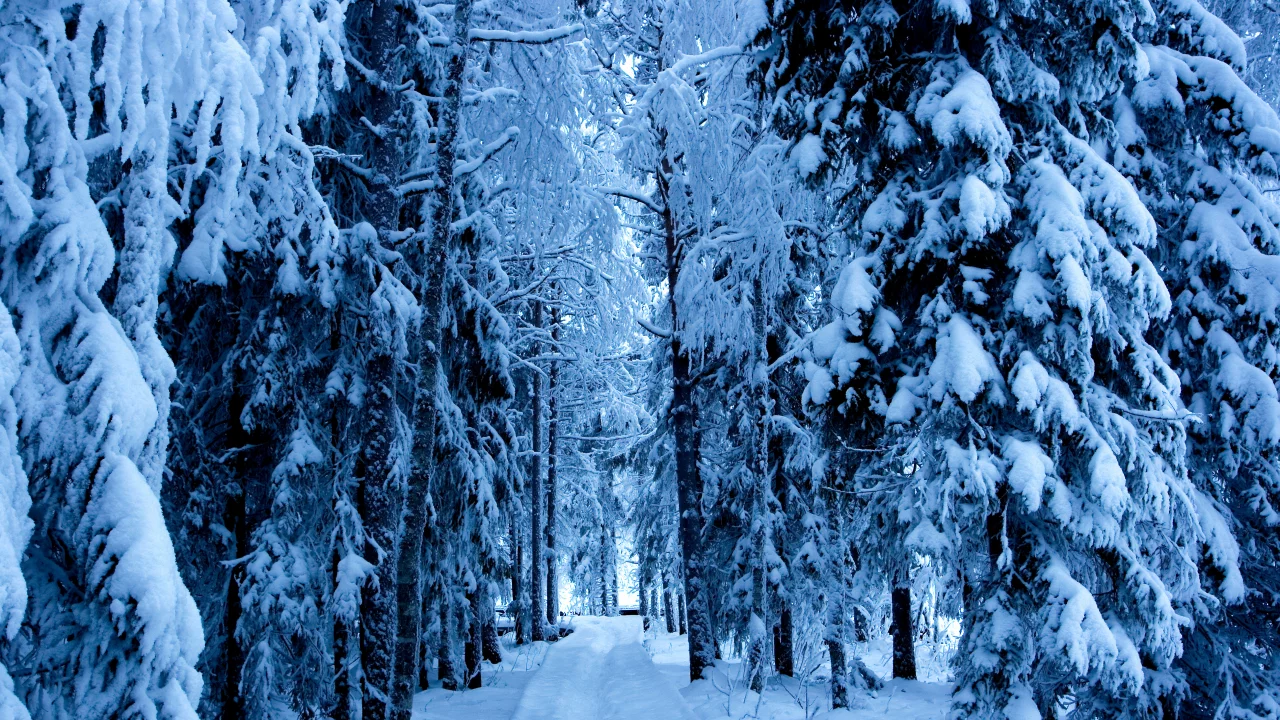 природа, снег, дорога, зима, лес
