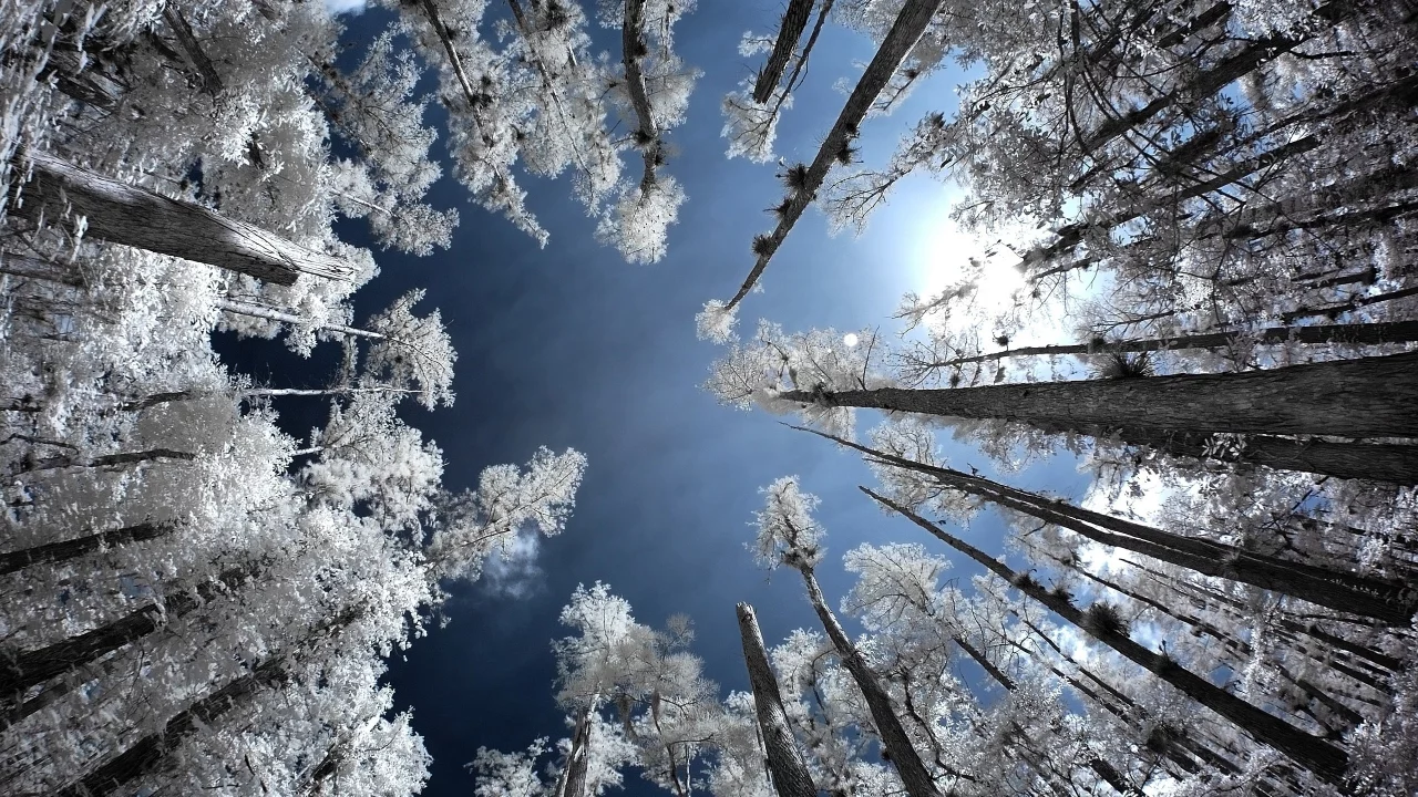 деревья, infrared, лес, иней, небо