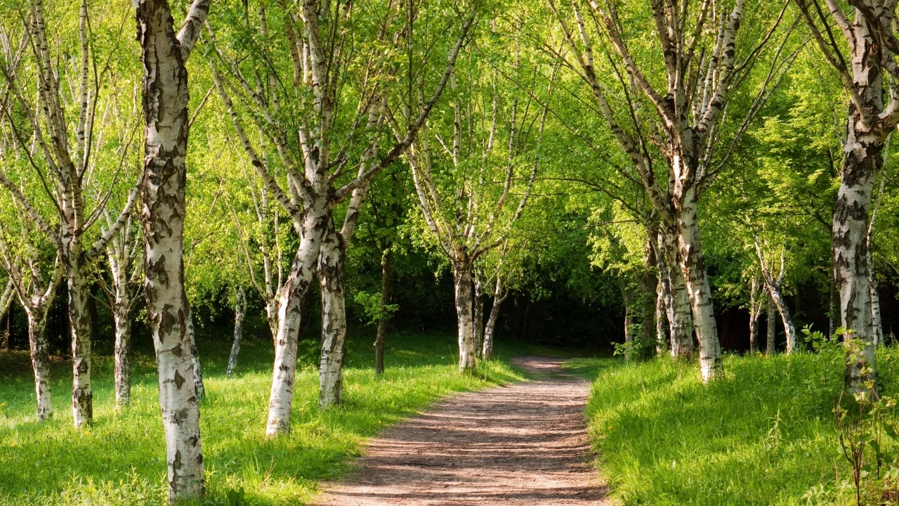 дорожка, лето, парк, зелёные деревья
