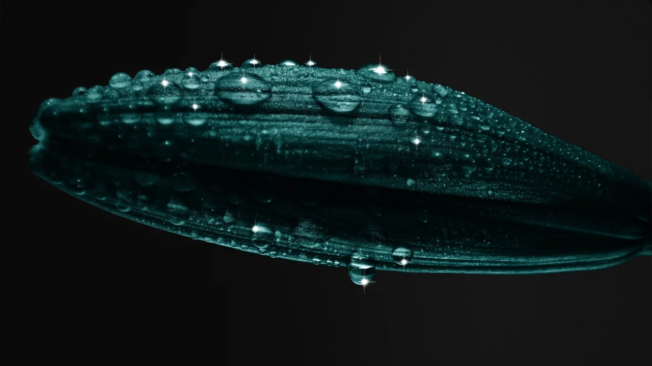 растение, 2560x1600, лепестки, petals, капли, plant, water drops, macro, вода, макро